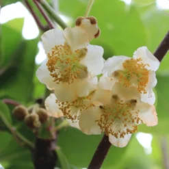 Kiwi 'Male' Actinidia Chinensis 'Male' (Hanplanter) Potte 2,0 Liter,- Opbundet 6 Kiwi 'Male' Actinidia Chinensis 'Male' (Hanplanter) Potte 2,0 Liter,- Opbundet -Osmosite Butik p21774 50528 actinidia chinensis male hanplanter 5674