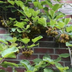 Kiwi 'Jenny' Actinidia Chinensis 'Jenny' (Selvbestøvende) Potte 2,0 Liter,- Opbundet -Osmosite Butik p21775 50527 actinidia chinensis jenny selvbestoevende 1920