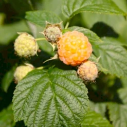 Efterårs Hindbær 'Golden Queen'® Rubus Idaeus 'Golden Queen'® Potte 2,0 Liter,- Opbundet
