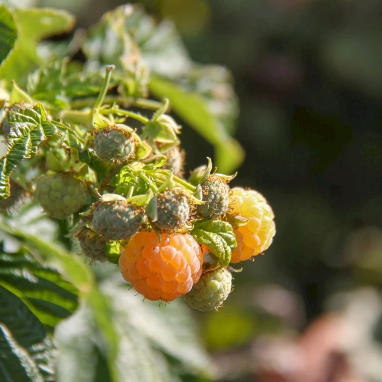 Efterårs Hindbær 'Golden Queen'® Rubus Idaeus 'Golden Queen'® Potte 2,0 Liter,- Opbundet 2 Efterårs Hindbær 'Golden Queen'® Rubus Idaeus 'Golden Queen'® Potte 2,0 Liter,- Opbundet - Billede 2