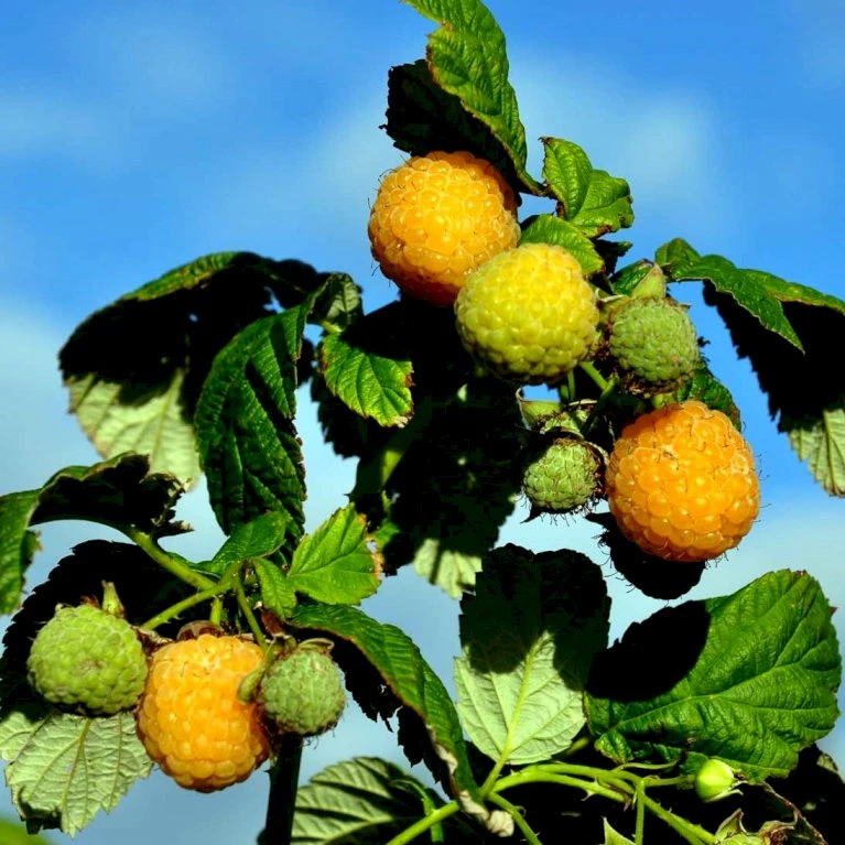 Efterårs Hindbær 'Golden Everest' Rubus Idaeus 'Golden Everest' Potte 2,0 Liter,- Opbundet 1 Efterårs Hindbær 'Golden Everest' Rubus Idaeus 'Golden Everest' Potte 2,0 Liter,- Opbundet