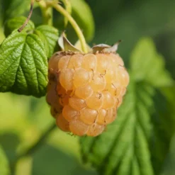 Efterårs Hindbær 'Golden Everest' Rubus Idaeus 'Golden Everest' Potte 2,0 Liter,- Opbundet 5 Efterårs Hindbær 'Golden Everest' Rubus Idaeus 'Golden Everest' Potte 2,0 Liter,- Opbundet -Osmosite Butik p21882 50665 rubus idaeus golden everest cc61