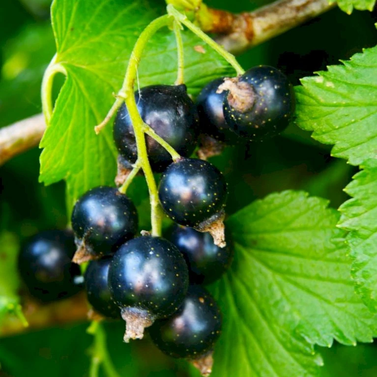 Solbær 'Øjebyn' Ribes Nigrum 'Øjebyn' 5 Liter Potte 1 Solbær 'Øjebyn' Ribes Nigrum 'Øjebyn' 5 Liter Potte