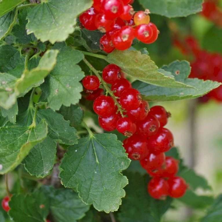 Ribs 'Rolan' Ribes Rubrum 'Rolan' 3,5 Liter Potte 3 Ribs 'Rolan' Ribes Rubrum 'Rolan' 3,5 Liter Potte - Billede 3