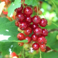 Ribs 'Rosetta' Ribes Rubrum 'Rosetta' 5 Liter Potte -Osmosite Butik p22170 50633 ribes rubrum rosetta 79b1