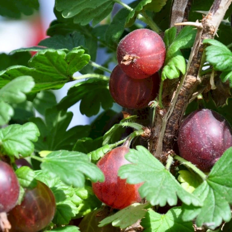Stikkelsbær 'Captivator' Ribes Uva-crispa 'Captivator' 5 Liter Potte 1 Stikkelsbær 'Captivator' Ribes Uva-crispa 'Captivator' 5 Liter Potte