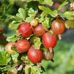 Stikkelsbær 'Captivator' Ribes Uva-crispa 'Captivator' 5 Liter Potte 7 Stikkelsbær 'Captivator' Ribes Uva-crispa 'Captivator' 5 Liter Potte -Osmosite Butik p22695 50638 ribes uva crispa captivator cd8f