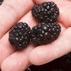 Boysenbær Rubus 'Boysenberry' Potte 2,0 Liter,- 3 Bambus Stokke -Osmosite Butik p22708 47495 rubus boysenberry b419