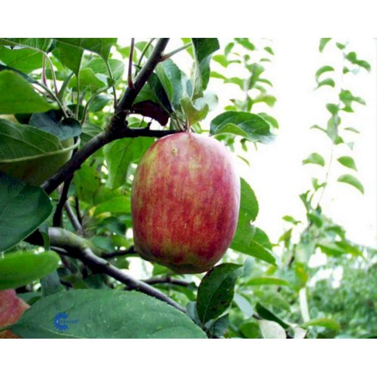 Æble 'Rød Gråsten' Malus X 'Rød Gråsten' 4-8 Grene. 120-160 Cm. Potte, (M7) 1 Æble 'Rød Gråsten' Malus X 'Rød Gråsten' 4-8 Grene. 120-160 Cm. Potte, (M7)