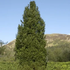 Blå Cypres Til Hæk Chamaecyparis Lawsoniana 'Columnaris' Potte 3,0 Liter,- 40-60 Cm. -Osmosite Butik p2298 52770 chamaecyparis lawsoniana columnaris 1395