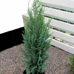Blå Cypres Til Hæk Chamaecyparis Lawsoniana 'Columnaris' Potte 3,0 Liter,- 40-60 Cm. -Osmosite Butik p2298 52771 chamaecyparis lawsoniana columnaris 0c81