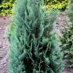 Blå Cypres Til Hæk Chamaecyparis Lawsoniana 'Columnaris' Potte 3,0 Liter,- 40-60 Cm. -Osmosite Butik p2298 52772 chamaecyparis lawsoniana columnaris 7ead
