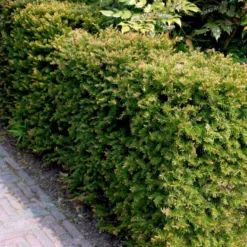 Almindelig Taks Taxus Baccata Med Klump,- 40-50 Cm. -Osmosite Butik p2301 52836 taxus baccata da3c