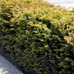 Almindelig Taks Taxus Baccata Med Klump,- 40-50 Cm. -Osmosite Butik p2301 52837 taxus baccata 342a