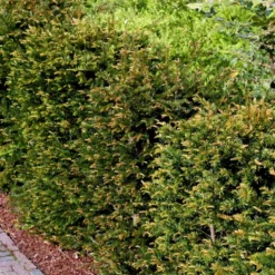 Almindelig Taks Taxus Baccata Med Klump,- 40-50 Cm. -Osmosite Butik p2301 52838 taxus baccata 0568