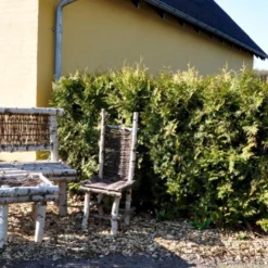 Hækthuja 'Brabant' Thuja Occidentalis 'Brabant' Med Klump,- 200-225 Cm. 10 Hækthuja 'Brabant' Thuja Occidentalis 'Brabant' Med Klump,- 200-225 Cm. -Osmosite Butik p2303 47524 thuja occidentalis brabant cd58 4