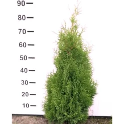 Hækthuja 'Holmstrup' Thuja Occidentalis 'Holmstrup' Med Klump,- 60-80 Cm.