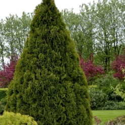 Hækthuja 'Holmstrup' Thuja Occidentalis 'Holmstrup' Med Klump,- 60-80 Cm. 10 Hækthuja 'Holmstrup' Thuja Occidentalis 'Holmstrup' Med Klump,- 60-80 Cm. -Osmosite Butik p2305 52853 thuja occidentalis holmstrup af06