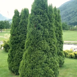 Hækthuja 'Holmstrup' Thuja Occidentalis 'Holmstrup' Med Klump,- 60-80 Cm. 12 Hækthuja 'Holmstrup' Thuja Occidentalis 'Holmstrup' Med Klump,- 60-80 Cm. -Osmosite Butik p2305 52855 thuja occidentalis holmstrup 182e