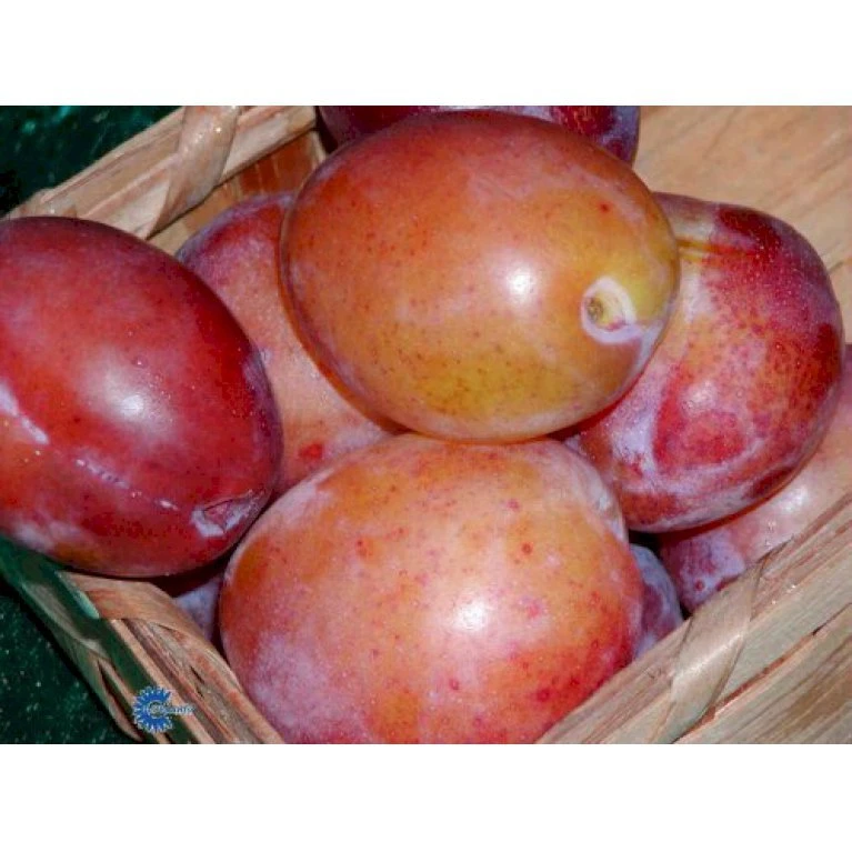 Blomme 'Victoria' Prunus Domestica 'Victoria' 4-8 Grene, 130-170 Cm. 10 Liter Potte. (S.J.A.) 1 Blomme 'Victoria' Prunus Domestica 'Victoria' 4-8 Grene, 130-170 Cm. 10 Liter Potte. (S.J.A.)