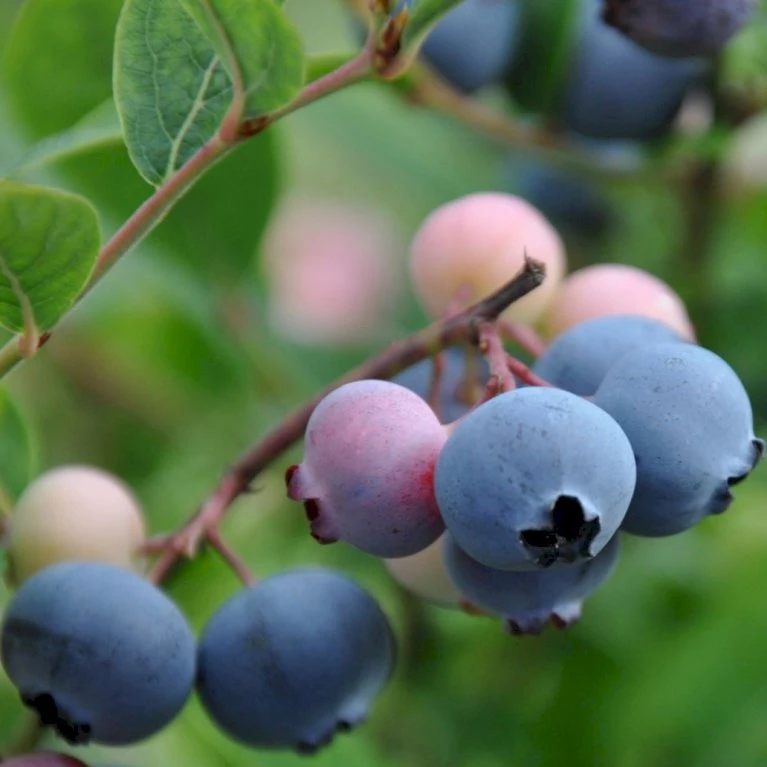 Storfrugtet Blåbær 'Patriot' Vaccinium Corymbosum 'Patriot' Potte 3,0 Liter,- Opbundet 2 Storfrugtet Blåbær 'Patriot' Vaccinium Corymbosum 'Patriot' Potte 3,0 Liter,- Opbundet - Billede 2