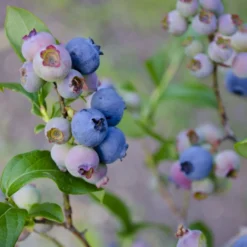 Storfrugtet Blåbær 'Patriot' Vaccinium Corymbosum 'Patriot' Potte 3,0 Liter,- Opbundet 7 Storfrugtet Blåbær 'Patriot' Vaccinium Corymbosum 'Patriot' Potte 3,0 Liter,- Opbundet -Osmosite Butik p243 50682 vaccinium corymbosum patriot 9809