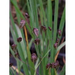 Hjertegræs Briza Media 1 Liter Potte