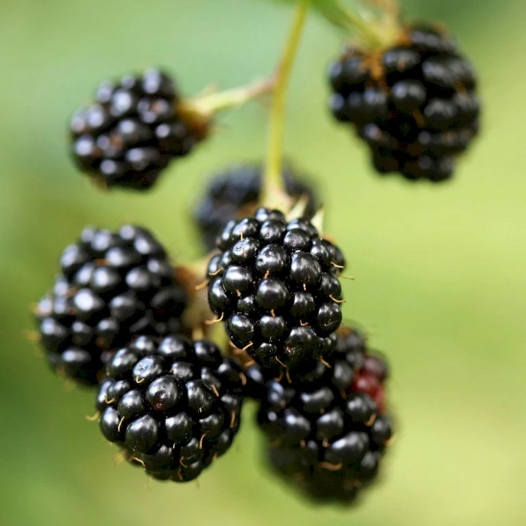 Tornfri Brombær 'Thornfree' Rubus Fruticosus 'Thornfree' Potte 2,0 Liter,- Opbundet 2 Tornfri Brombær 'Thornfree' Rubus Fruticosus 'Thornfree' Potte 2,0 Liter,- Opbundet - Billede 2