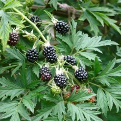 Brombær 'Thornless Evergreen' Rubus Fruticosus 'Thornless Evergreen' Potte 3,0 Liter,- Opbundet 6 Brombær 'Thornless Evergreen' Rubus Fruticosus 'Thornless Evergreen' Potte 3,0 Liter,- Opbundet -Osmosite Butik p247 50654 rubus fruticosus thornless evergreen d08a