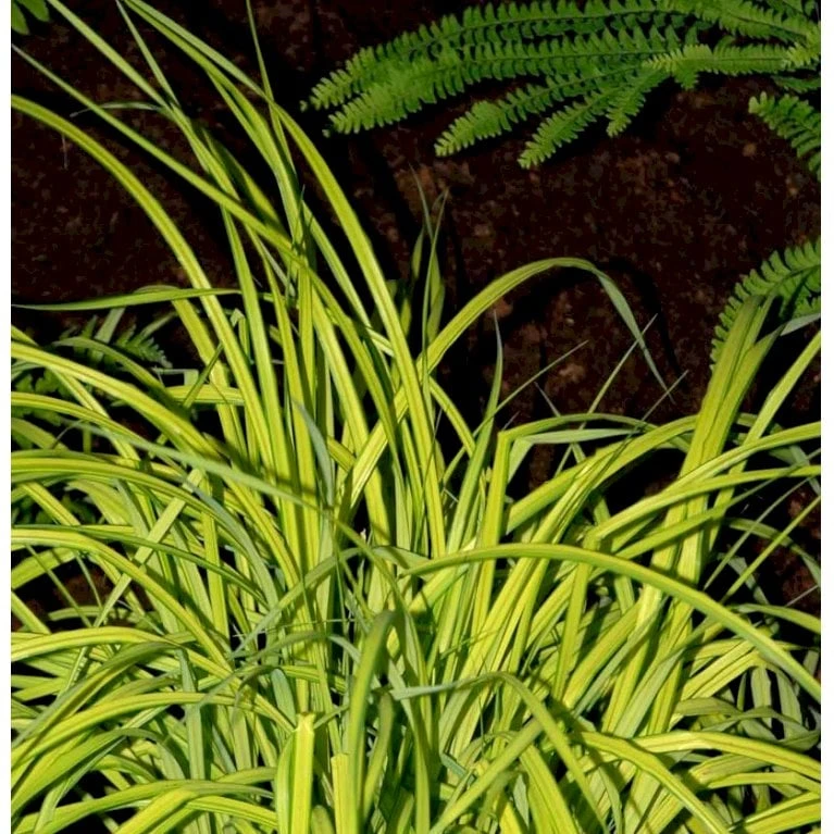 Star 'Bowles Golden' Carex Elata 'Bowles Golden' 1 Liter Potte 1 Star 'Bowles Golden' Carex Elata 'Bowles Golden' 1 Liter Potte