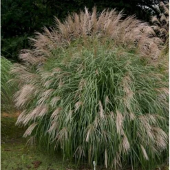 Kinesisk Græs Miscanthus Sinensis 'Hermann Müssel' 3,0 Liter Potte