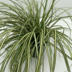 Star 'Evergold' Carex Oshimensis 'Evergold' Potte 2 Liter.