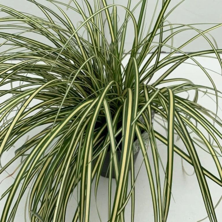 Star 'Evergold' Carex Oshimensis 'Evergold' Potte 2 Liter. 1 Star 'Evergold' Carex Oshimensis 'Evergold' Potte 2 Liter.