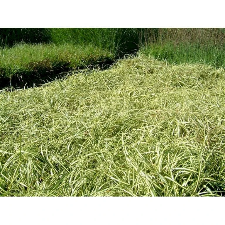 Star 'Evergold' Carex Oshimensis 'Evergold' Potte 2 Liter. 3 Star 'Evergold' Carex Oshimensis 'Evergold' Potte 2 Liter. - Billede 3