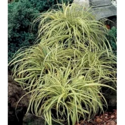 Star 'Evergold' Carex Oshimensis 'Evergold' Potte 2 Liter. 10 Star 'Evergold' Carex Oshimensis 'Evergold' Potte 2 Liter. -Osmosite Butik p2852 36132 carex oshimensis evergold 2973
