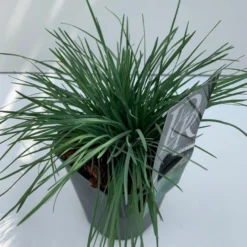 Klitkambunke Koeleria Glauca Potte 2,0 Liter,- 25-30 Cm. -Osmosite Butik p2863 38122 image a43b