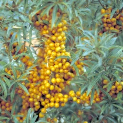 Havtorn 'Leikora' Hippophae Rhamnoides 'Leikora' (Hunplante) Potte 2,0 Liter,- Opbundet