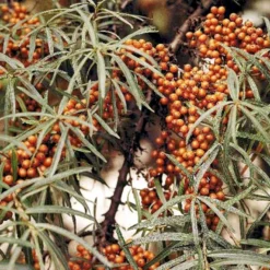 Havtorn 'Leikora' Hippophae Rhamnoides 'Leikora' (Hunplante) Potte 2,0 Liter,- Opbundet 7 Havtorn 'Leikora' Hippophae Rhamnoides 'Leikora' (Hunplante) Potte 2,0 Liter,- Opbundet -Osmosite Butik p28687 48709 hippophae rhamnoides leikora hunplante 95b5