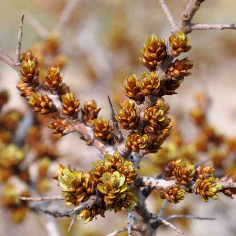 Havtorn 'Leikora' Hippophae Rhamnoides 'Leikora' (Hunplante) Potte 2,0 Liter,- Opbundet 4 Havtorn 'Leikora' Hippophae Rhamnoides 'Leikora' (Hunplante) Potte 2,0 Liter,- Opbundet - Billede 4