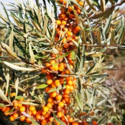 Havtorn 'Leikora' Hippophae Rhamnoides 'Leikora' (Hunplante) Potte 2,0 Liter,- Opbundet 9 Havtorn 'Leikora' Hippophae Rhamnoides 'Leikora' (Hunplante) Potte 2,0 Liter,- Opbundet -Osmosite Butik p28687 50597 hippophae rhamnoides leikora hunplante e732