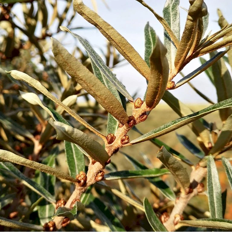 Havtorn 'Pollmix' Hippophae Rhamnoides 'Pollmix' (Hanplante) Potte 2,0 Liter,- Opbundet 2 Havtorn 'Pollmix' Hippophae Rhamnoides 'Pollmix' (Hanplante) Potte 2,0 Liter,- Opbundet - Billede 2