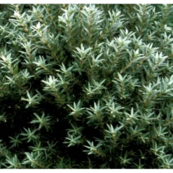 Havtorn (ej Kønssorterede) Hippophae Rhamnoides (ej Kønssorterede) Potte 7,5 Liter 80-100 Cm. -Osmosite Butik p28690 41270 hippophae rhamnoides ej koensselekteret 3e10