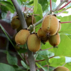 Kiwi 'Solo' Actinidia Chinensis 'Solo' (Selvbestøvende) Potte 2,0 Liter,- Opbundet 60-100 Cm -Osmosite Butik p2955 50529 actinidia chinensis solo selvbestoevende e045