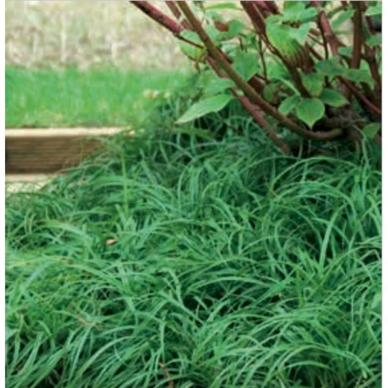 Star 'The Beatles' Carex Ornithopoda 'The Beatles' 1 Liter Potte 1 Star 'The Beatles' Carex Ornithopoda 'The Beatles' 1 Liter Potte