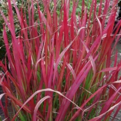 Japansk Blodgræs 'Red Baron' Imperata Cylindrica 'Red Baron' 1 Liter Potte