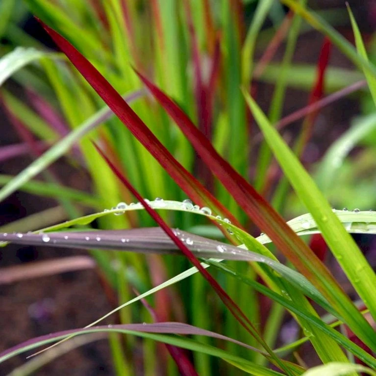 Japansk Blodgræs 'Red Baron' Imperata Cylindrica 'Red Baron' 1 Liter Potte 3 Japansk Blodgræs 'Red Baron' Imperata Cylindrica 'Red Baron' 1 Liter Potte - Billede 3