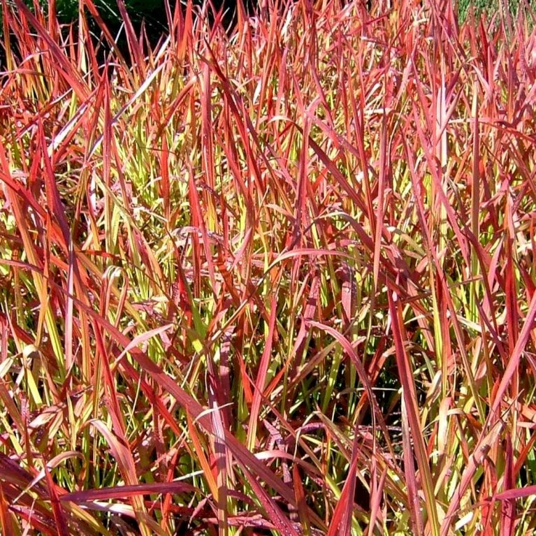 Japansk Blodgræs 'Red Baron' Imperata Cylindrica 'Red Baron' 1 Liter Potte 4 Japansk Blodgræs 'Red Baron' Imperata Cylindrica 'Red Baron' 1 Liter Potte - Billede 4