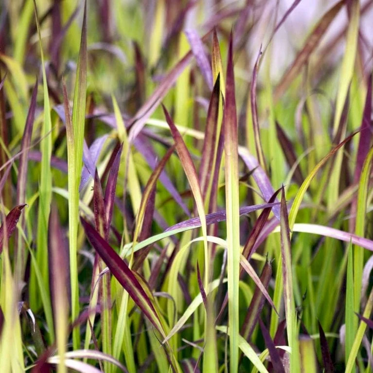 Japansk Blodgræs 'Red Baron' Imperata Cylindrica 'Red Baron' 1 Liter Potte 6 Japansk Blodgræs 'Red Baron' Imperata Cylindrica 'Red Baron' 1 Liter Potte - Billede 6