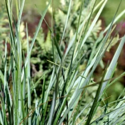 Mørk Blåaks Sesleria Heufleriana 10 Cm. Potte -Osmosite Butik p3103 50921 sesleria heufleriana a7da