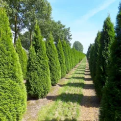 Hækthuja 'Smaragd' Thuja Occidentalis 'Smaragd' Med Klump,- 150-175 Cm. -Osmosite Butik p3129 52857 thuja occidentalis smaragd a969